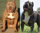 American Bully XL tata