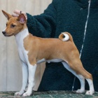 Prodm tata Basenji