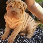 Shar-pei okovan tata