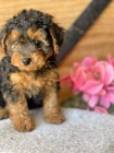 MINI TTKO YORKIPOO