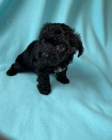 MINI TTKO YORKIPOO