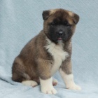 Japonsk tata Akita Inu k adopci