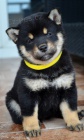 Shiba Inu tata