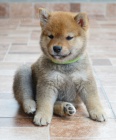 Shiba Inu tata