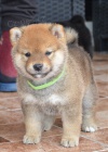 Shiba Inu tata