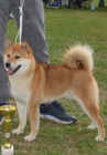 Shiba Inu tata