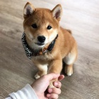 TATA MINI SHIBA INU