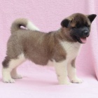 Japonsk tata Akita Inu k adopci