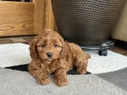 tata Cockapoo mini