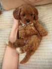 mini tata Cavapoo