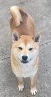 Shiba inu tata