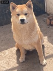 Shiba inu tata