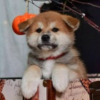 Japonsk tata Akita Inu k adopci