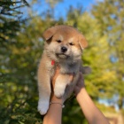 Japonsk tata Akita Inu k adopci