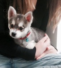 PRODM TATA ALASKAN KLEE KAI