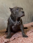 American Bully Exotic Micro tata