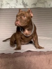 American Bully Exotic Micro tata