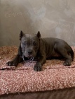 American Bully Exotic Micro tata