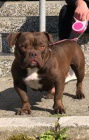 American Bully Exotic Micro tata