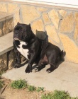 American Bully Exotic Micro tata