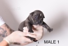 Pocket Micro American Bully tata