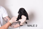 Pocket Micro American Bully tata