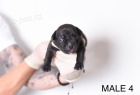 Pocket Micro American Bully tata