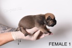 Pocket Micro American Bully tata