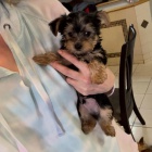 MINI TTKO YORKIPOO