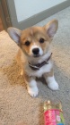 tata Pembroke Welsh Corgi