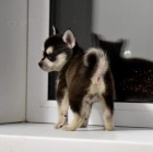 PRODM TATA ALASKAN KLEE KAI