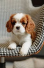 Predm mini okovan teat Kavalier King Charles Spaniel.