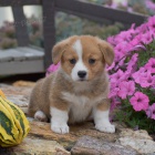 tata Pembroke Welsh Corgi