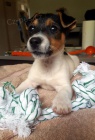 tata jack russell terira.