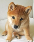 TATA MINI SHIBA INU