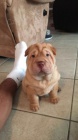 Shar-pei okovan tata