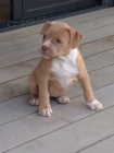 tata americkho pitbull terira