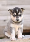 PRODM TATA ALASKAN KLEE KAI