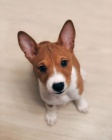 Prodm tata Basenji