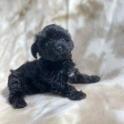 MINI TTKO YORKIPOO