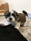 MINI SHIH TZU