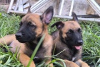 Belgick ovk malinois