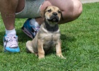 Boerboel (jihoafrick mastif) tata