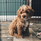 tata Cockapoo mini