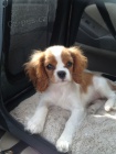 Prodm mini okovan tata Kavalr King Charles Spaniel.