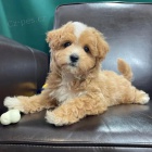 Prodm tata Maltipoo