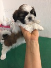 Predm hygienicky a socilne vykolen teniatka SHIH TZU