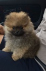 Hygienicky vykolen miniaturn tata pomeranian na prodej.