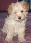 Predm zdrav teniatka Schnoodle