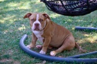 American Bully tata na prodej